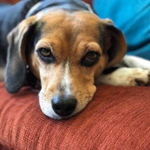 Meet your Posher, Sandy